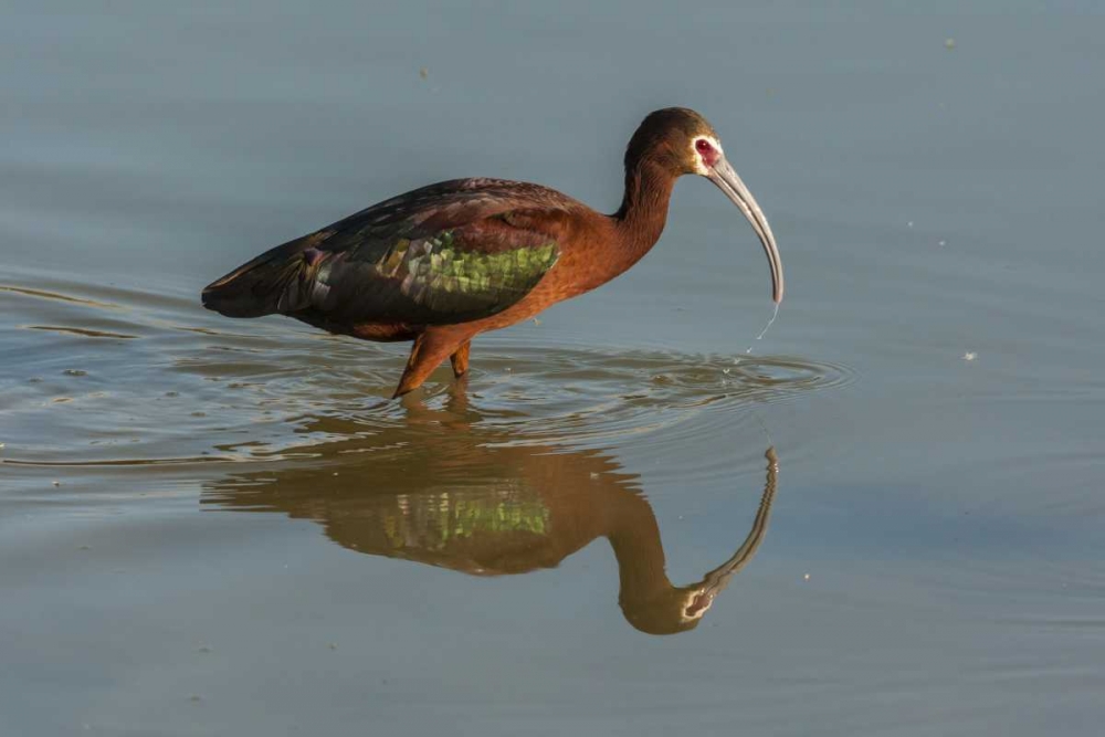 Utah, Bear River NWR White-faced ibis feeding